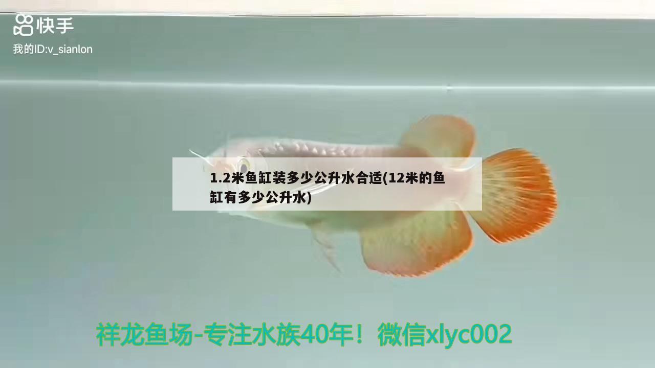 1.2米魚(yú)缸裝多少公升水合適(12米的魚(yú)缸有多少公升水) 申古三間魚(yú)