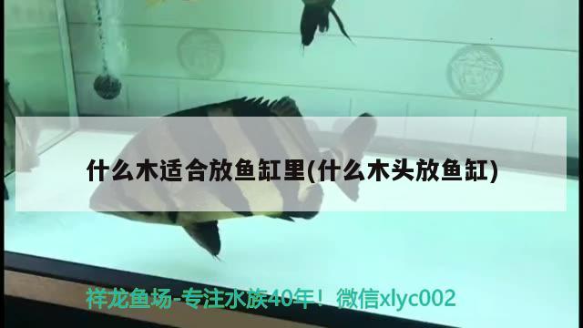 什么木適合放魚缸里(什么木頭放魚缸)