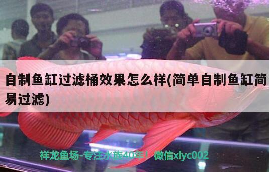 自制魚缸過(guò)濾桶效果怎么樣(簡(jiǎn)單自制魚缸簡(jiǎn)易過(guò)濾)