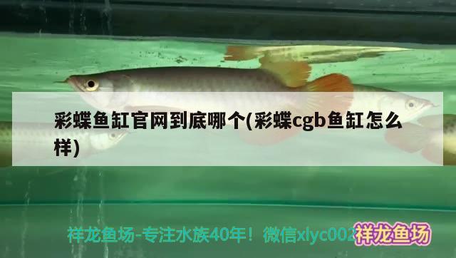 彩蝶魚(yú)缸官網(wǎng)到底哪個(gè)(彩蝶cgb魚(yú)缸怎么樣)