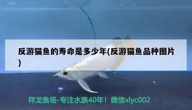 反游貓魚的壽命是多少年(反游貓魚品種圖片) 觀賞魚