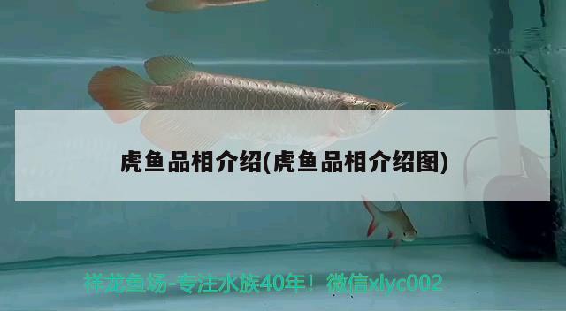 虎魚品相介紹(虎魚品相介紹圖)