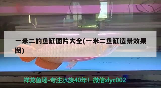 一米二的魚缸圖片大全(一米二魚缸造景效果圖) 鸚鵡魚 第2張