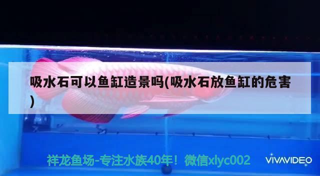 吸水石可以魚(yú)缸造景嗎(吸水石放魚(yú)缸的危害) 廣州水族器材濾材批發(fā)市場(chǎng)