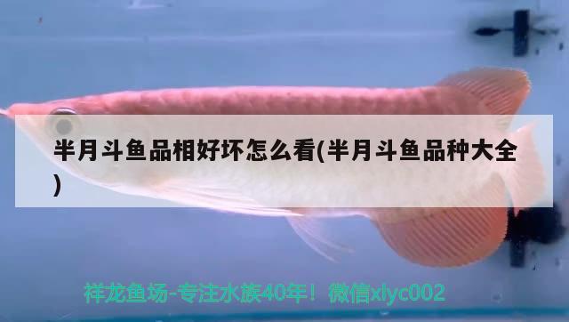 半月斗魚(yú)品相好壞怎么看(半月斗魚(yú)品種大全)