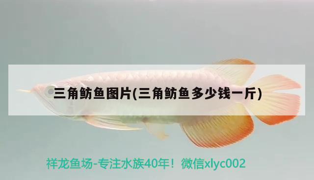 三角魴魚圖片(三角魴魚多少錢一斤)