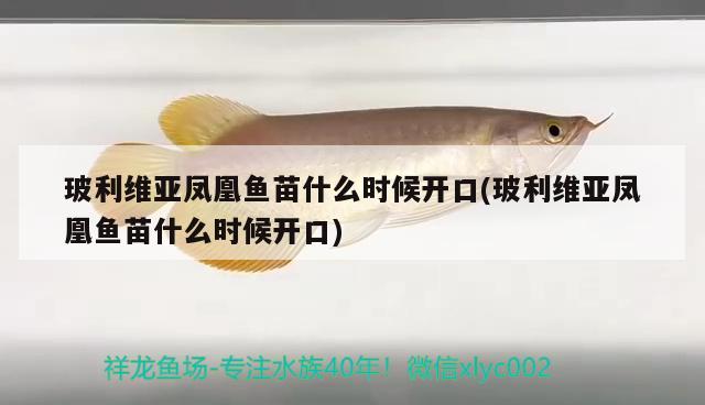 玻利維亞鳳凰魚苗什么時(shí)候開口(玻利維亞鳳凰魚苗什么時(shí)候開口)