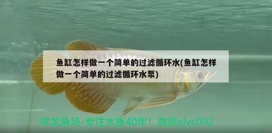 魚缸怎樣做一個簡單的過濾循環(huán)水(魚缸怎樣做一個簡單的過濾循環(huán)水泵)