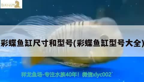 彩蝶魚缸尺寸和型號(hào)(彩蝶魚缸型號(hào)大全) 彩鰈魚缸（彩蝶魚缸）