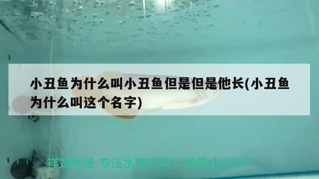 小丑魚(yú)為什么叫小丑魚(yú)但是但是他長(zhǎng)(小丑魚(yú)為什么叫這個(gè)名字)