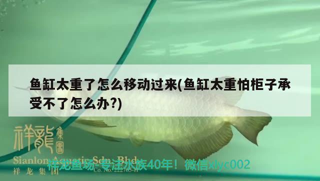 魚缸太重了怎么移動過來(魚缸太重怕柜子承受不了怎么辦?) 翡翠鳳凰魚