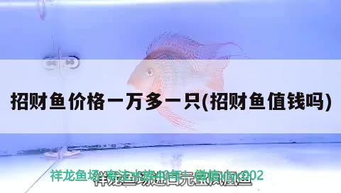 招財(cái)魚(yú)價(jià)格一萬(wàn)多一只(招財(cái)魚(yú)值錢(qián)嗎) 觀賞魚(yú)