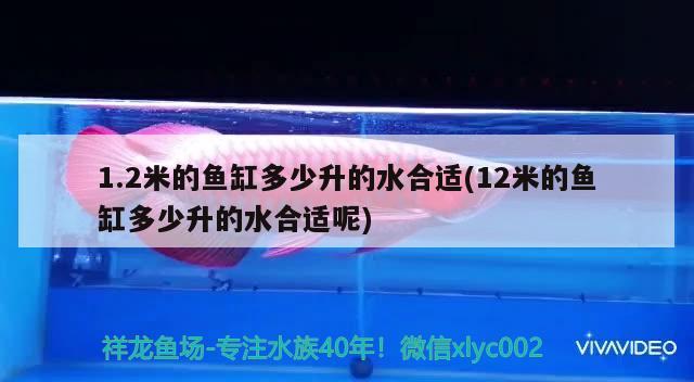 1.2米的魚缸多少升的水合適(12米的魚缸多少升的水合適呢)