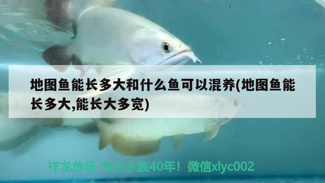 地圖魚能長多大和什么魚可以混養(yǎng)(地圖魚能長多大,能長大多寬) 觀賞魚