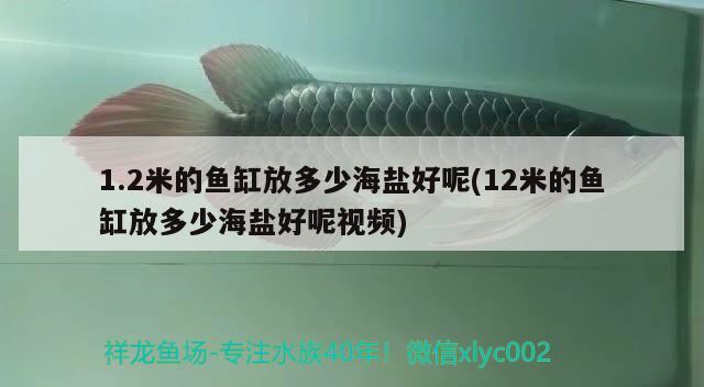 1.2米的魚缸放多少海鹽好呢(12米的魚缸放多少海鹽好呢視頻)