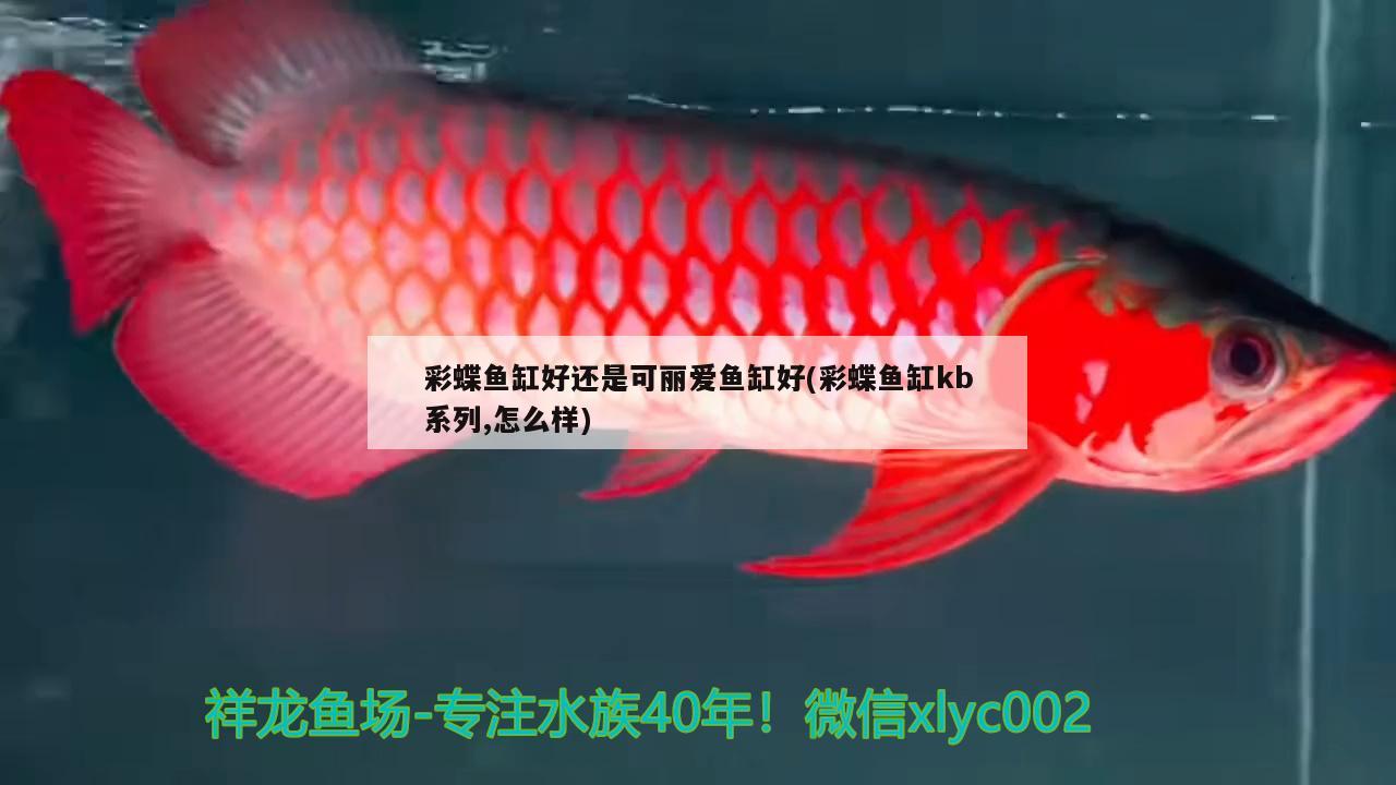 彩蝶魚缸好還是可麗愛魚缸好(彩蝶魚缸kb系列,怎么樣)