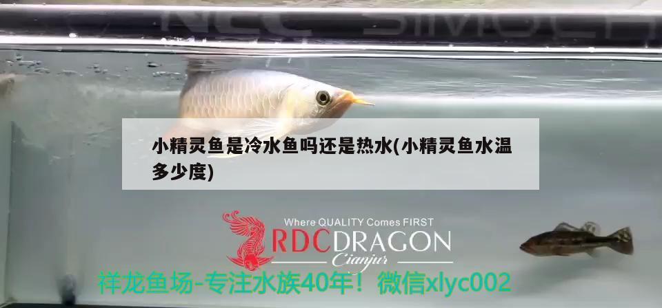 小精靈魚是冷水魚嗎還是熱水(小精靈魚水溫多少度)