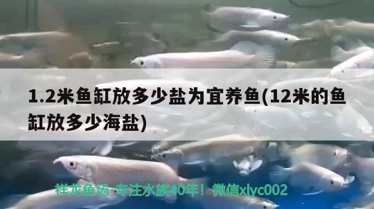 1.2米魚(yú)缸放多少鹽為宜養(yǎng)魚(yú)(12米的魚(yú)缸放多少海鹽)