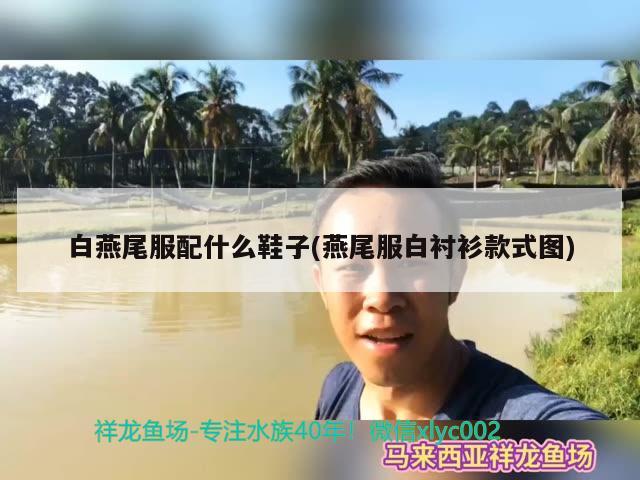 白燕尾服配什么鞋子(燕尾服白襯衫款式圖) 觀賞魚