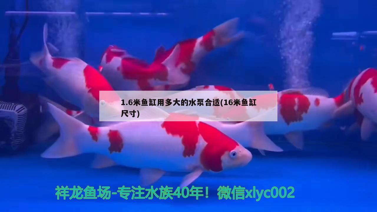 1.6米魚缸用多大的水泵合適(16米魚缸尺寸)