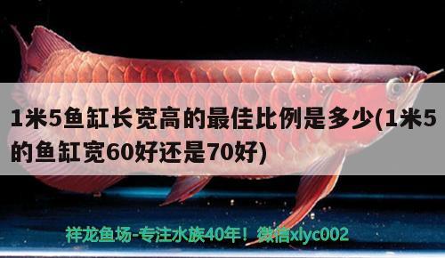 1米5魚缸長寬高的最佳比例是多少(1米5的魚缸寬60好還是70好) 蘇虎