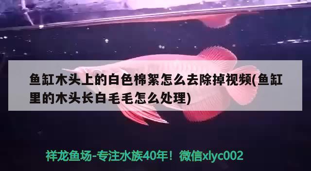 魚缸木頭上的白色棉絮怎么去除掉視頻(魚缸里的木頭長白毛毛怎么處理)