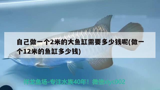 自己做一個(gè)2米的大魚缸需要多少錢呢(做一個(gè)12米的魚缸多少錢)