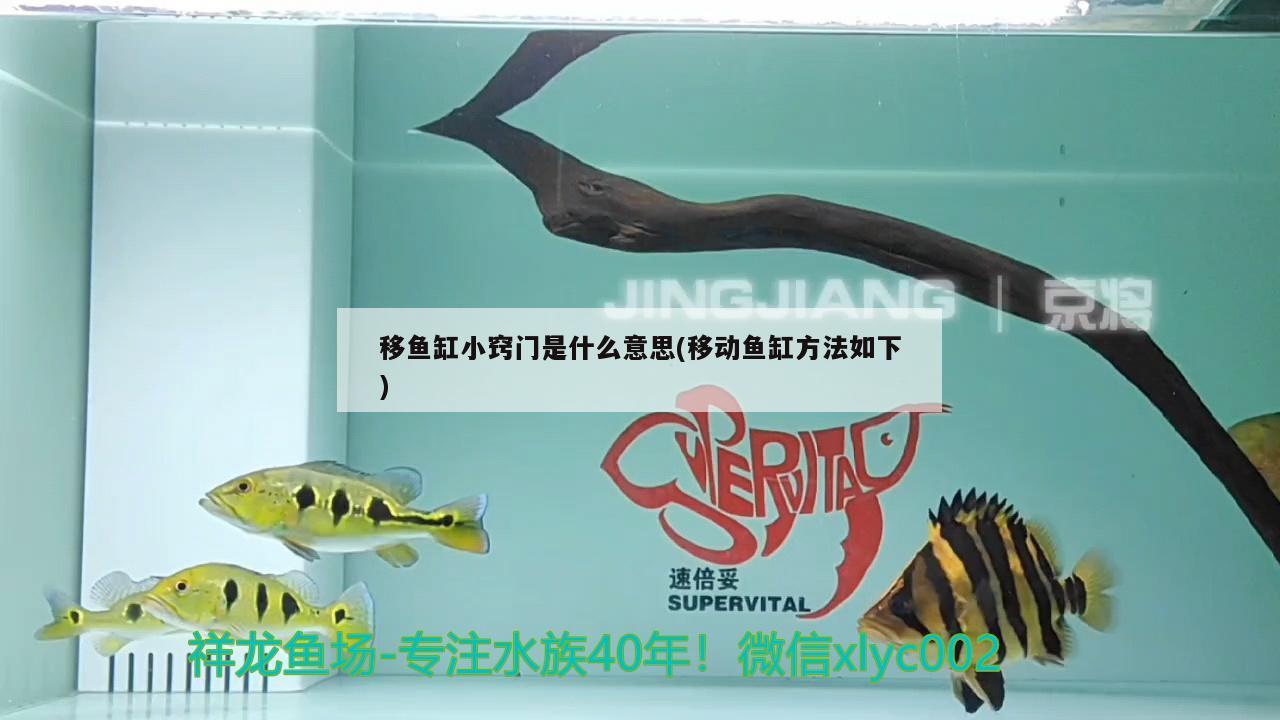 移魚缸小竅門是什么意思(移動(dòng)魚缸方法如下)