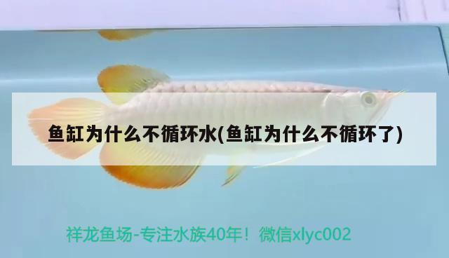 魚缸為什么不循環(huán)水(魚缸為什么不循環(huán)了) 紅龍福龍魚