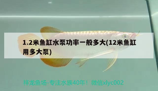 1.2米魚缸水泵功率一般多大(12米魚缸用多大泵) 魚缸水泵