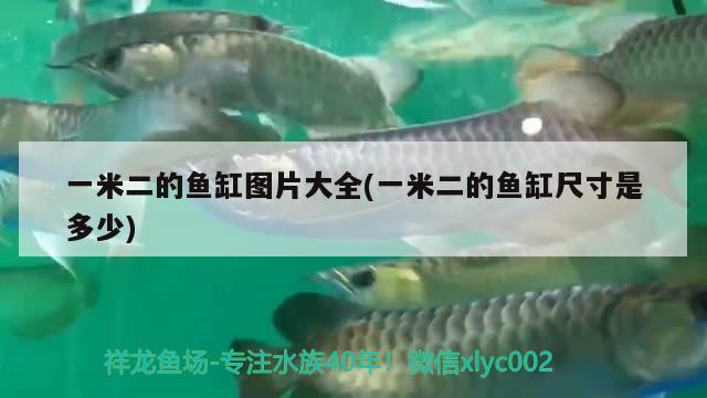 一米二的魚缸圖片大全(一米二的魚缸尺寸是多少) 觀賞魚水族批發(fā)市場