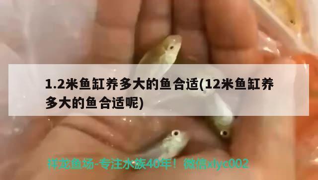 1.2米魚缸養(yǎng)多大的魚合適(12米魚缸養(yǎng)多大的魚合適呢) 斯維尼關(guān)刀魚