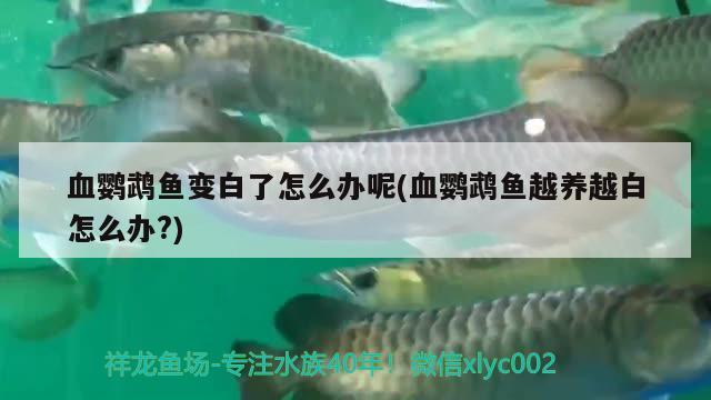 血鸚鵡魚變白了怎么辦呢(血鸚鵡魚越養(yǎng)越白怎么辦?)