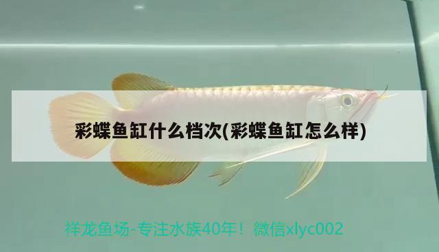 彩蝶魚缸什么檔次(彩蝶魚缸怎么樣)