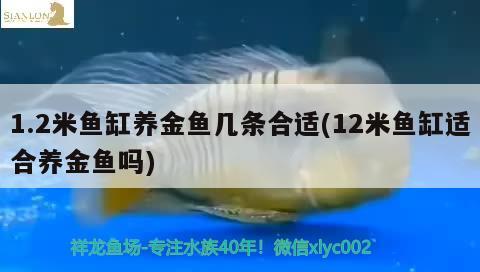 1.2米魚缸養(yǎng)金魚幾條合適(12米魚缸適合養(yǎng)金魚嗎) 觀賞龜/鱉飼料