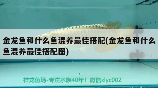 金龍魚和什么魚混養(yǎng)最佳搭配(金龍魚和什么魚混養(yǎng)最佳搭配圖)