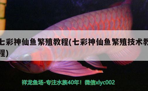 七彩神仙魚繁殖教程(七彩神仙魚繁殖技術(shù)教程)