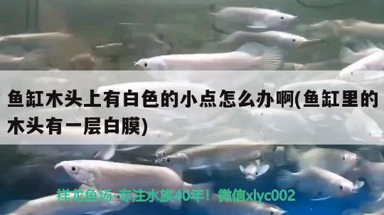 魚(yú)缸木頭上有白色的小點(diǎn)怎么辦啊(魚(yú)缸里的木頭有一層白膜) 白子紅龍魚(yú)