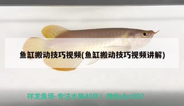 魚缸搬動技巧視頻(魚缸搬動技巧視頻講解)