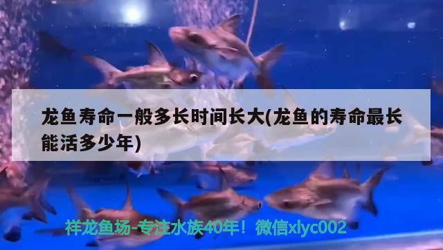 龍魚壽命一般多長時間長大(龍魚的壽命最長能活多少年)