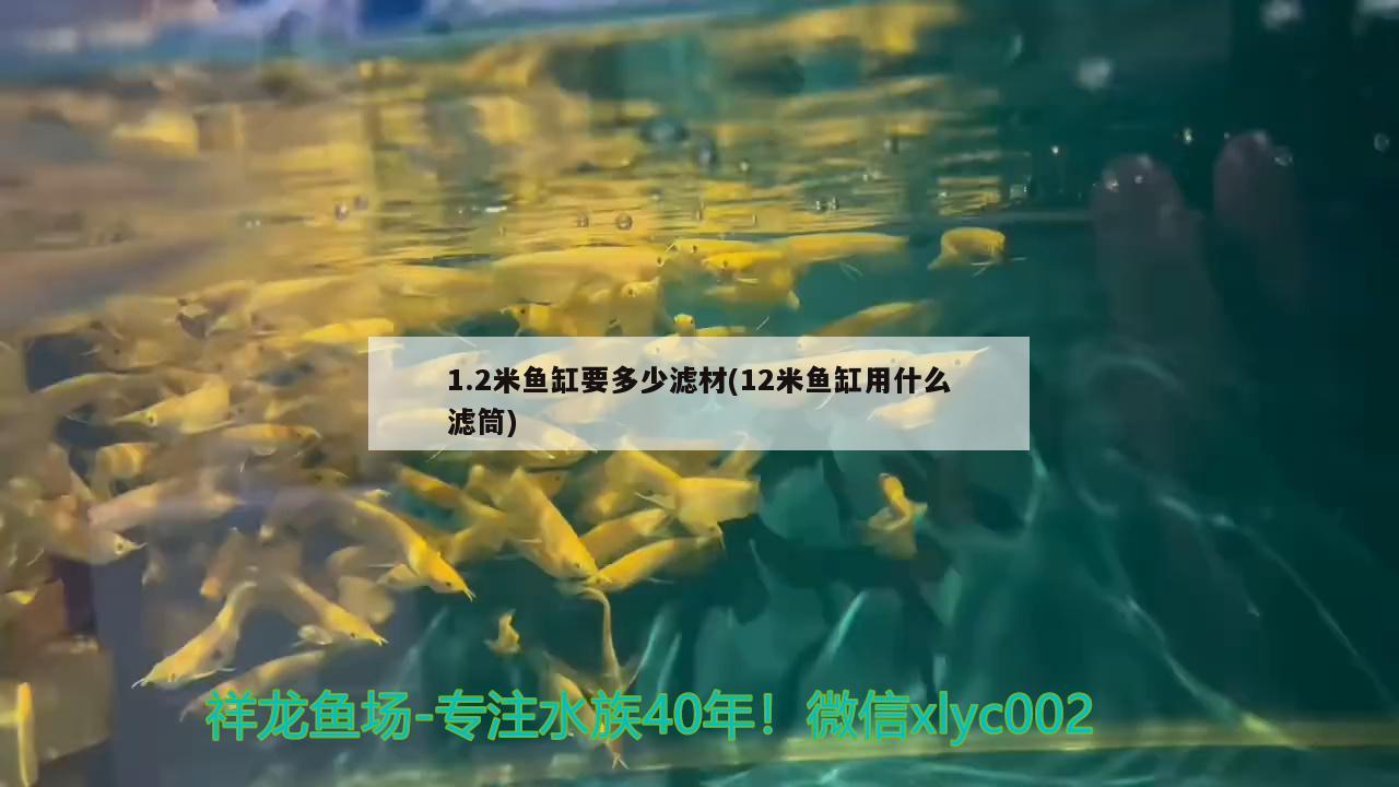 1.2米魚(yú)缸要多少濾材(12米魚(yú)缸用什么濾筒)