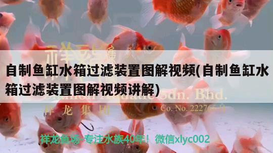 自制魚(yú)缸水箱過(guò)濾裝置圖解視頻(自制魚(yú)缸水箱過(guò)濾裝置圖解視頻講解)