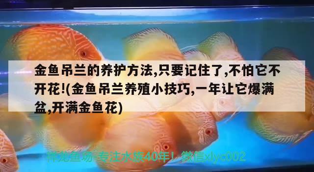 金魚吊蘭的養(yǎng)護方法,只要記住了,不怕它不開花!(金魚吊蘭養(yǎng)殖小技巧,一年讓它爆滿盆,開滿金魚花)