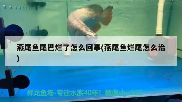 燕尾魚尾巴爛了怎么回事(燕尾魚爛尾怎么治) 觀賞魚