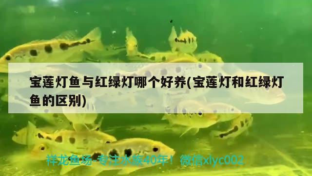 寶蓮燈魚與紅綠燈哪個好養(yǎng)(寶蓮燈和紅綠燈魚的區(qū)別)