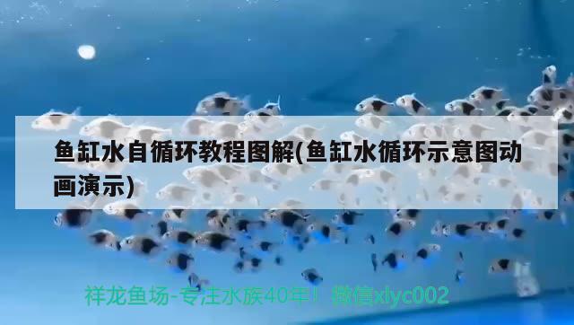 魚缸水自循環(huán)教程圖解(魚缸水循環(huán)示意圖動畫演示)