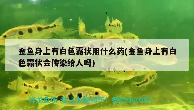 金魚身上有白色霜狀用什么藥(金魚身上有白色霜狀會傳染給人嗎)