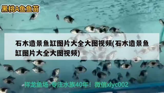 石木造景魚缸圖片大全大圖視頻(石木造景魚缸圖片大全大圖視頻)