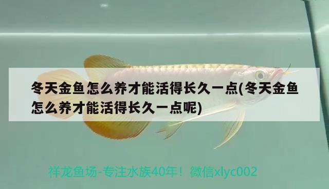 冬天金魚怎么養(yǎng)才能活得長久一點(diǎn)(冬天金魚怎么養(yǎng)才能活得長久一點(diǎn)呢) 觀賞魚 第2張