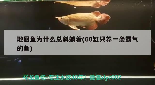 地圖魚為什么總斜躺著(60缸只養(yǎng)一條霸氣的魚) 觀賞魚